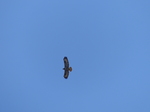 FZ024139 Buzzard (Buteo buteo).jpg